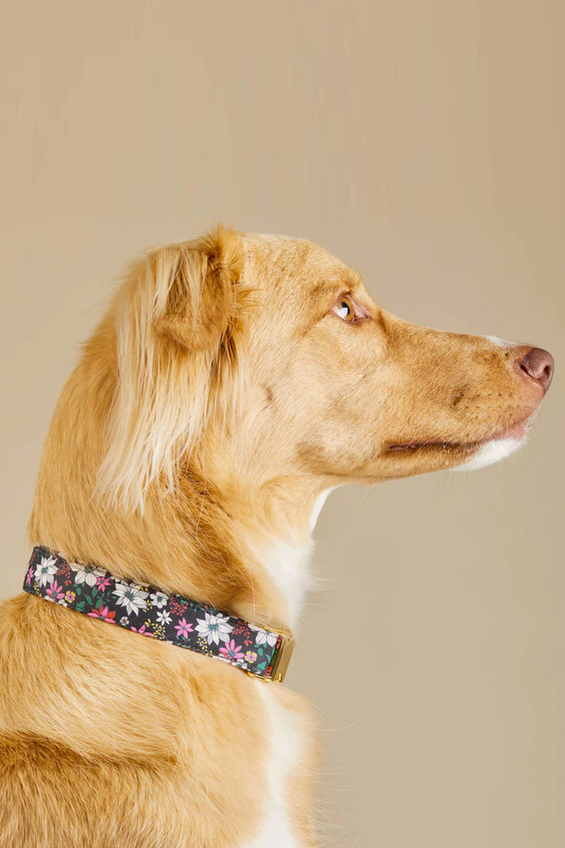 Draper James x TFD Evening Floral Dog Collar